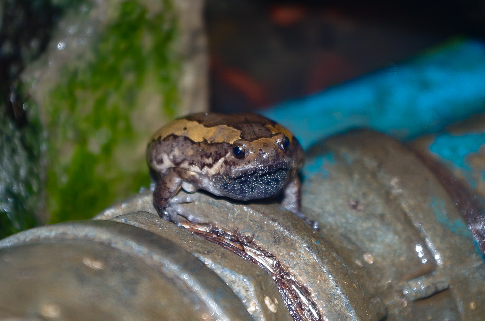 Banded Bullfrog