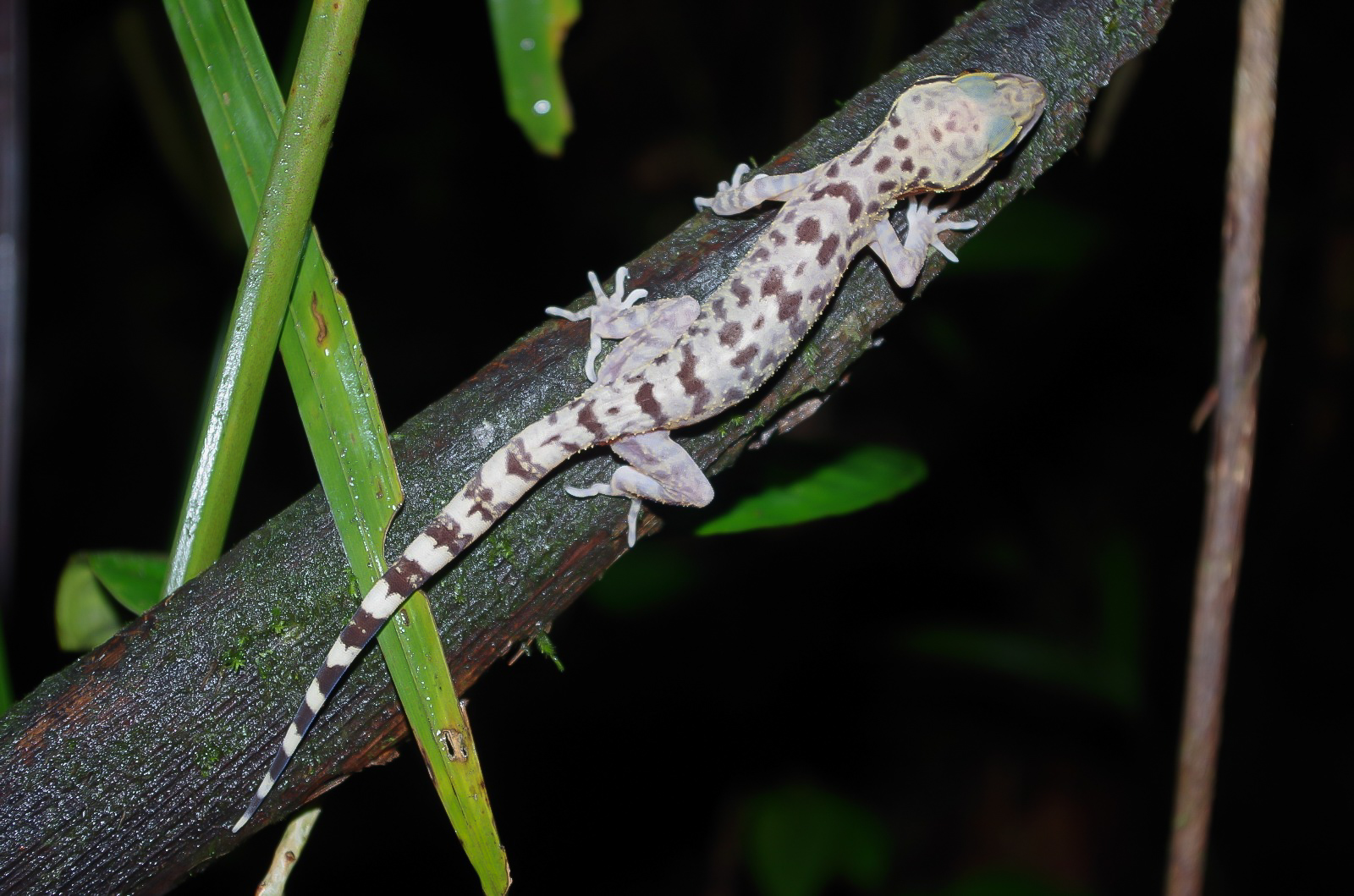 Balu bow-fingered gecko