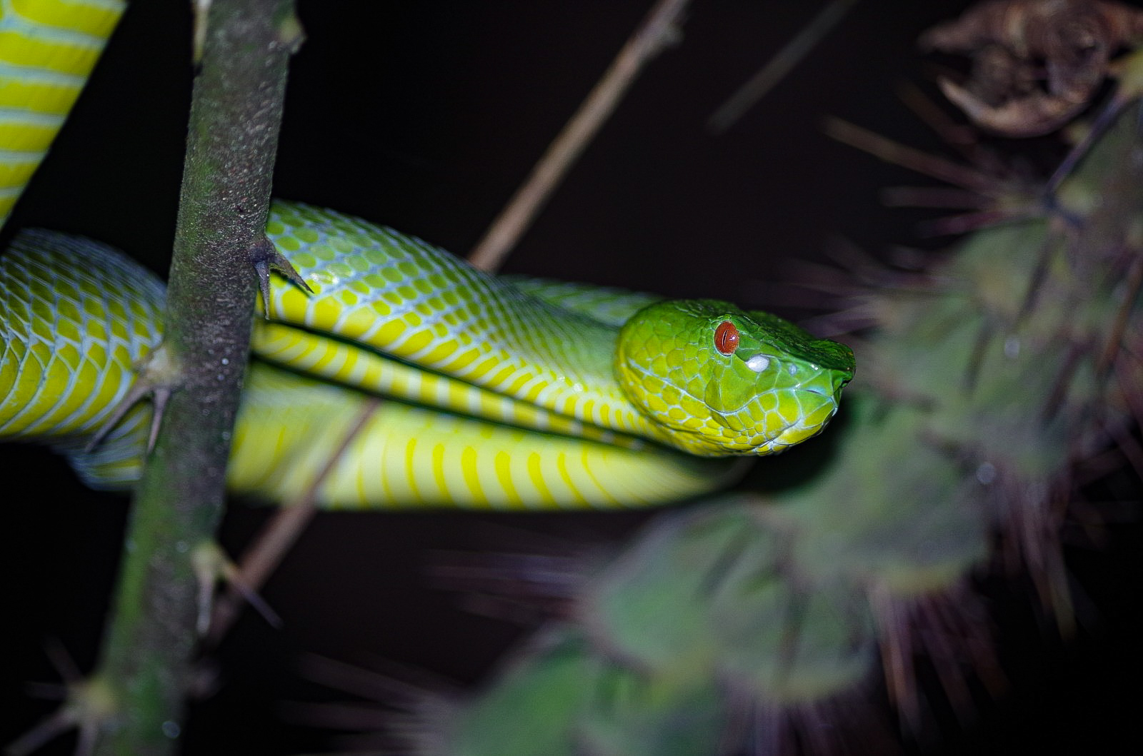 Sabah bamboo pitviper