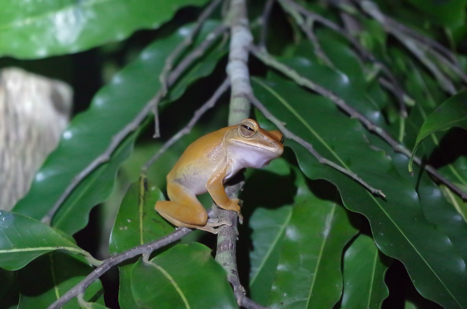 Four-lined tree frog