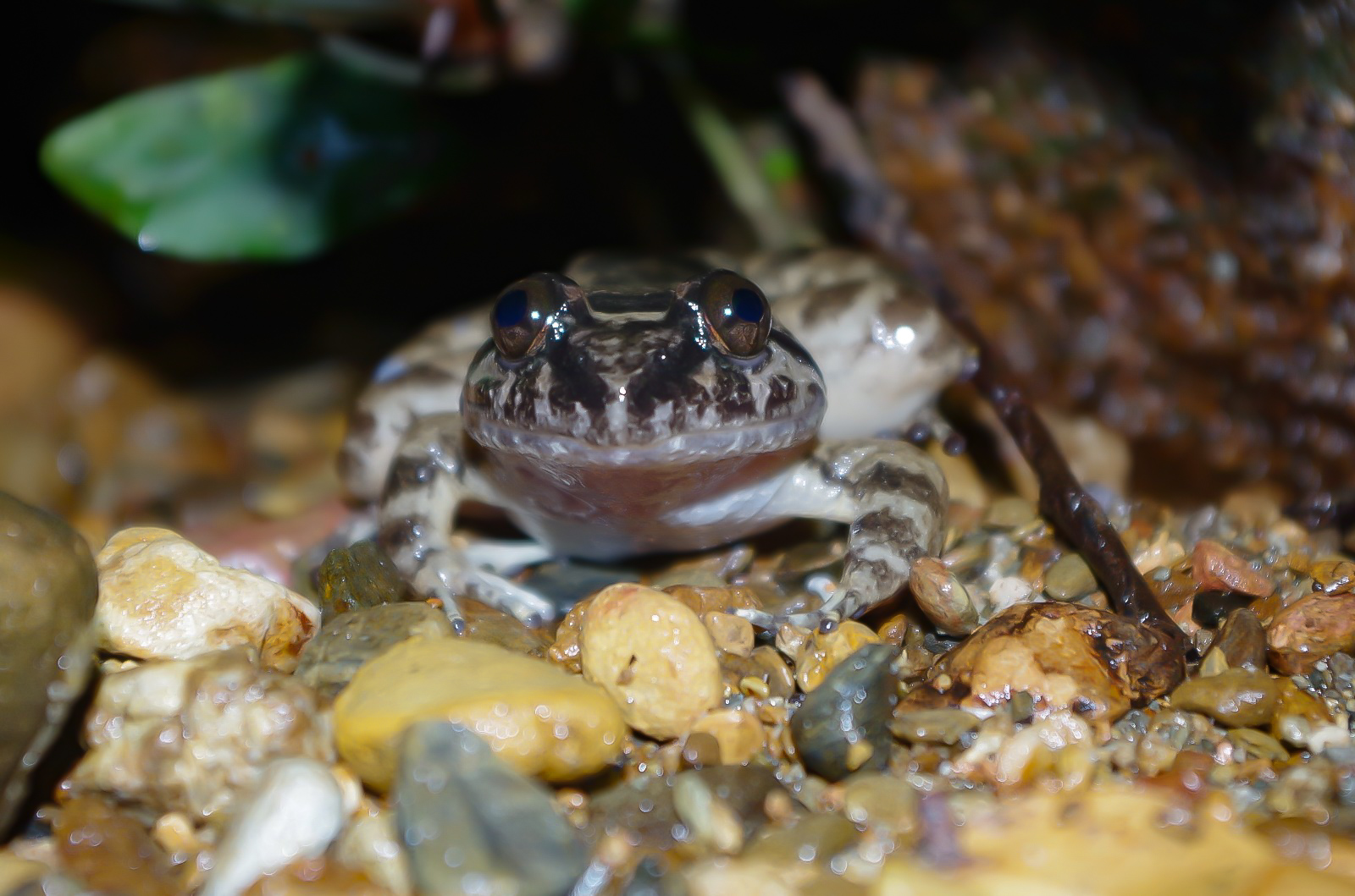 Kuhl's creek frog